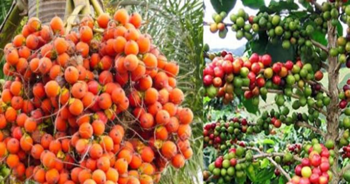 Arecanut, Coffee Rate 24/02/2023