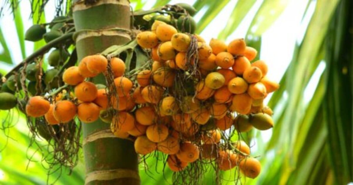 Arecanut Coffee Rate 04/04/2023