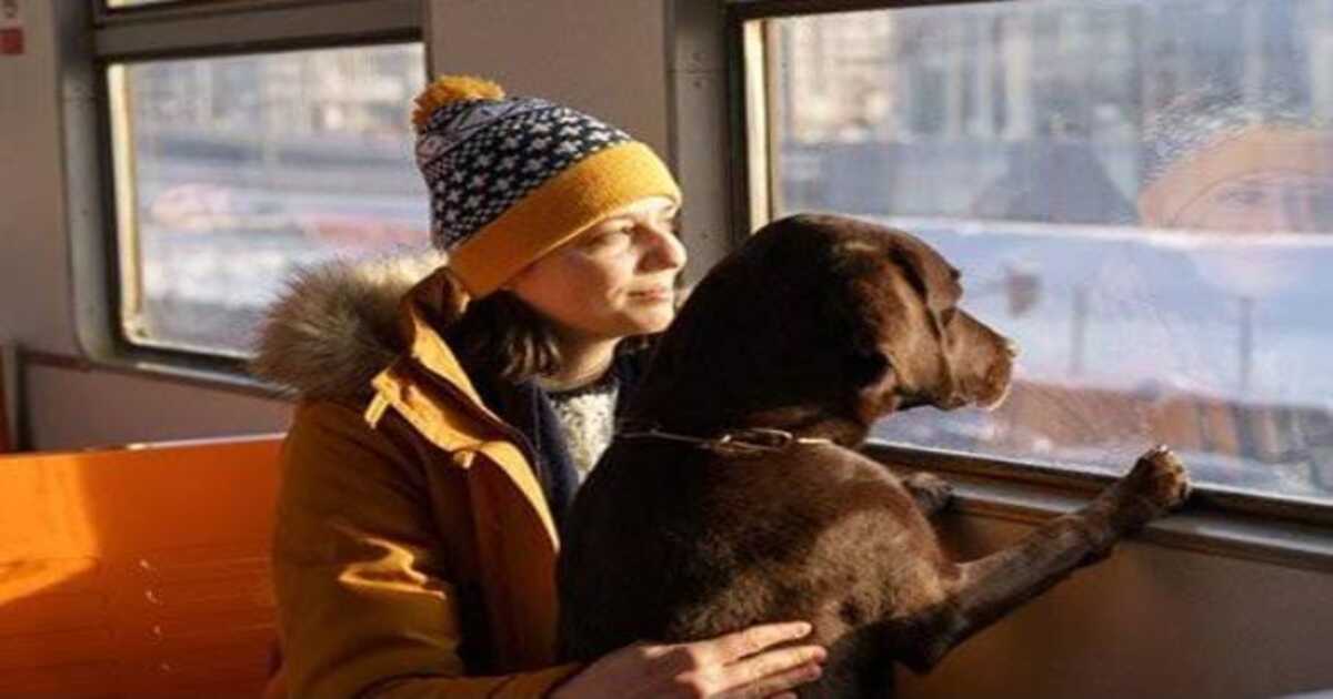Pets In Train