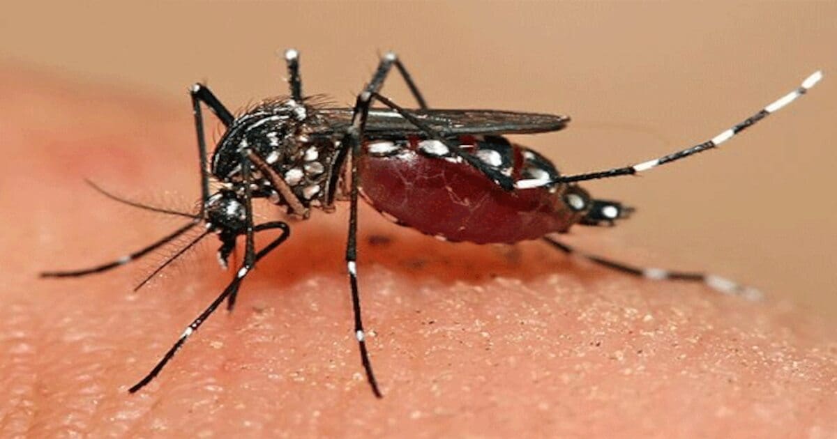 Dengue