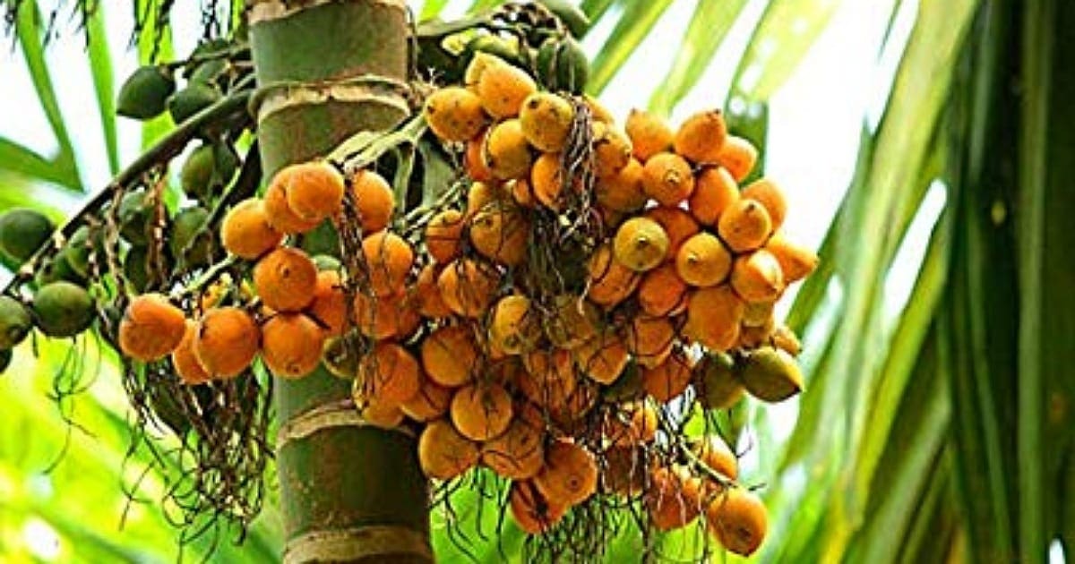 Arecanut Price