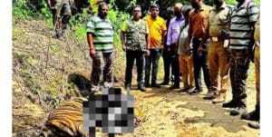 Tiger Killed By Porcupine