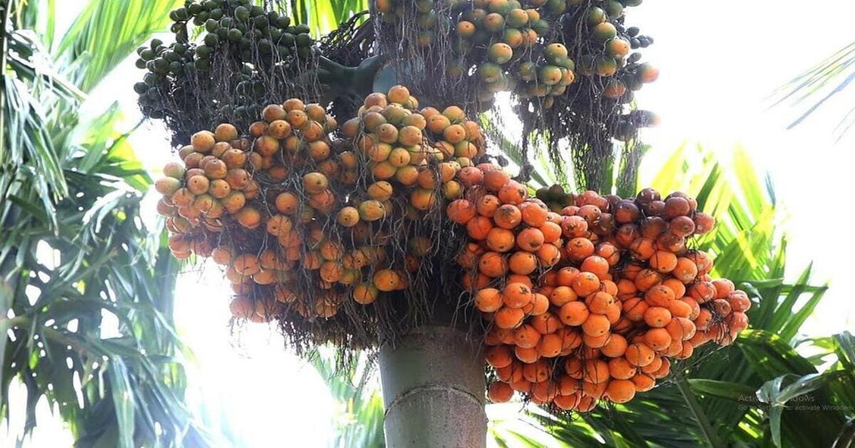 Areca Nut Farming