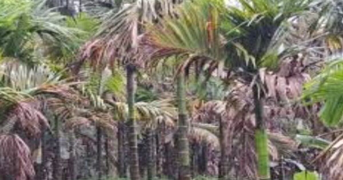 Arecanut Leaf Disease